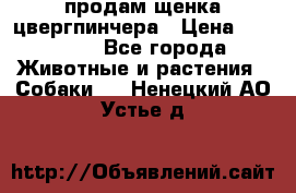 продам щенка цвергпинчера › Цена ­ 15 000 - Все города Животные и растения » Собаки   . Ненецкий АО,Устье д.